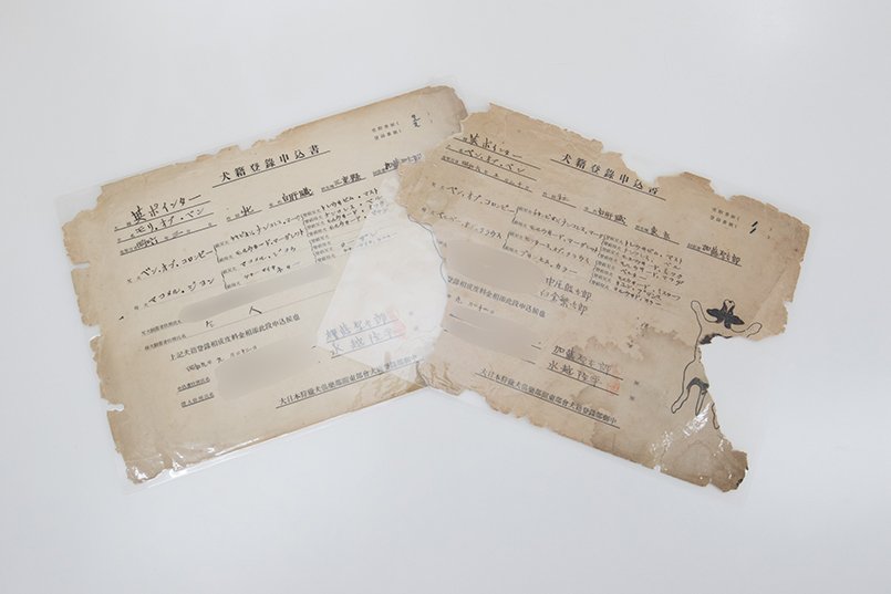 日本第1号の猟犬血統書